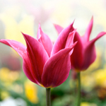 photo: two pink tulips