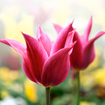Tulips-150x150 photo: two pink tulips